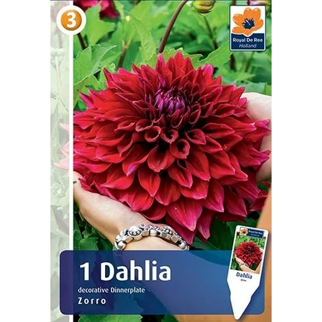 Vh08250 Dahlia Dinner Plate Zorro 1db/cs