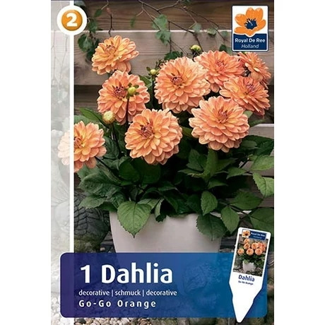 Vh08256 Dahlia cserepes Go-Go Orange 1db/cs