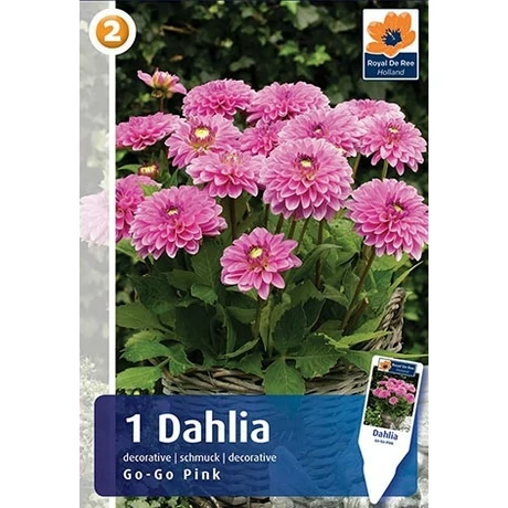 Vh08805 Dahlia cserepes Go-Go Pink 1db/cs