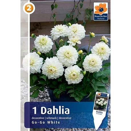 Vh08257 Dahlia cserepes Go-Go White 1db/cs