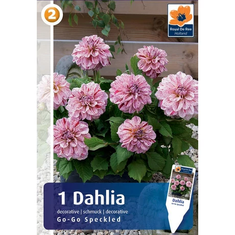 Vh08294 Dahlia cserepes Go-Go Speckled 1db/cs