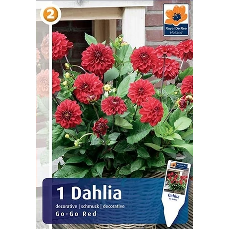 Vh08296 Dahlia cserepes Go-Go Red 1db/cs