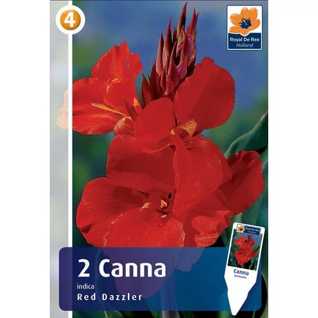 Vh08311 Canna Red Dazzler 2db/cs