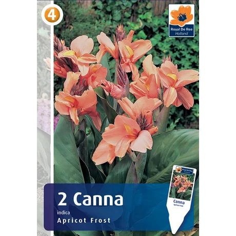 Vh08314 Canna Apricot Frost 2db/cs