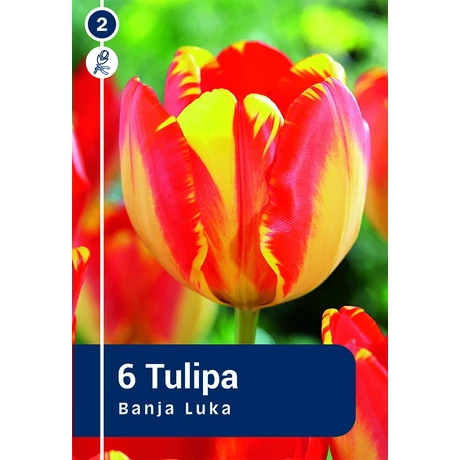 Vh 16488 Tulipa Darwin hybride Banja Luka 6db/cs 11/12