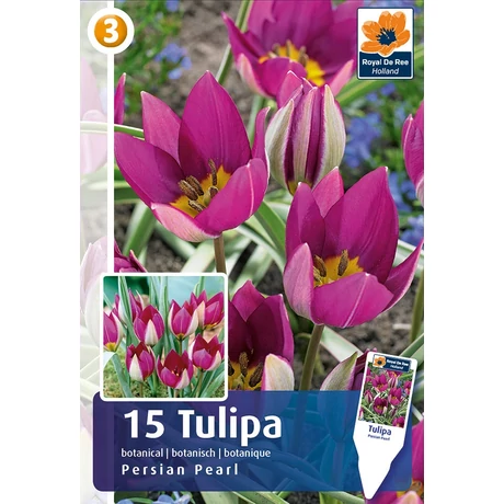 Vh 16472 Tulipa Botanical Persian Pearl 15db/cs 6/+