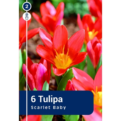 Vh 16474 Tulipa Greigii Scarlet Baby 6db/cs 11/12