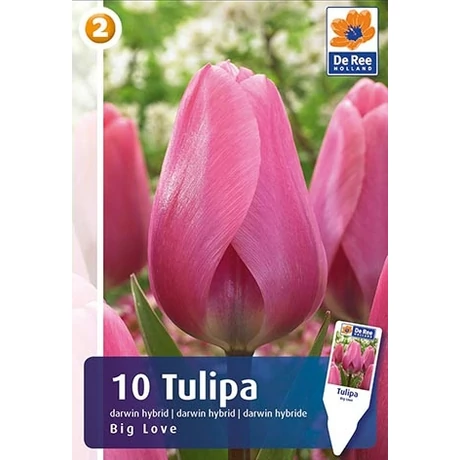 Vh16477 Tulipán Darwin Hybrid Big Love 10db/csom