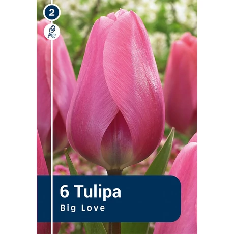 Vh 16477 Tulipa Darwin hybride Big Love 6db/cs 11/12