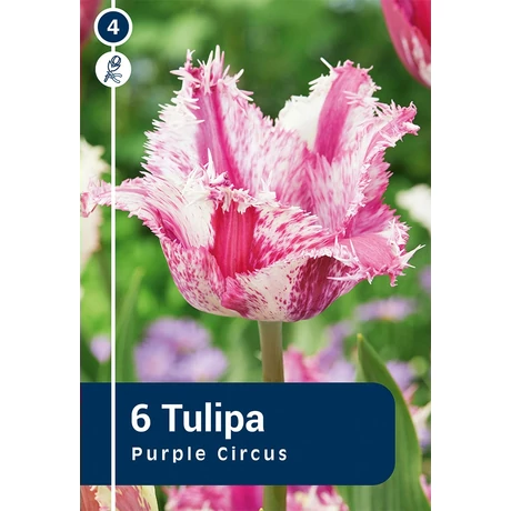 Vh 16822 Tulipa Crispa Purple Circus 6db/cs 11/12