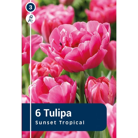 Vh 16823 Tulipa Double late Sunset Tropical 6db/cs 11/12