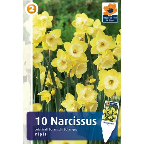 Vh16482 Narcisz Botanical Pipit 10db/csom