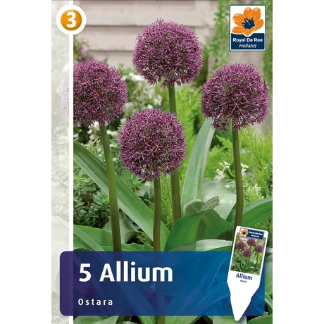 Vh 16810 Allium Allium Ostara 5db/cs 12/14
