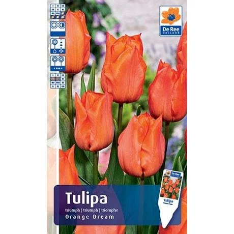 Vh Rackbox Tulipán Triumph Orange Dream 150db