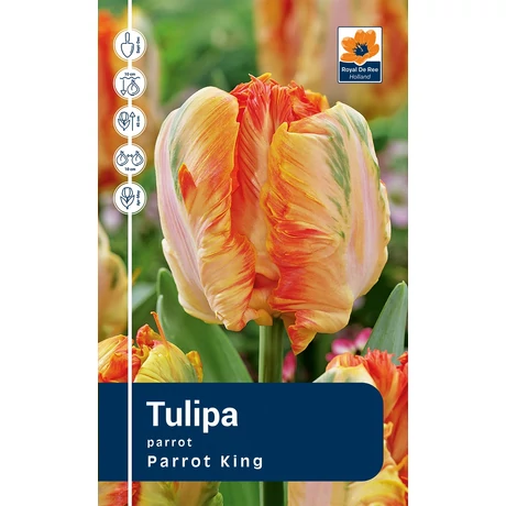 Vh Rackbox Tulipa Parrot Parrot King 120db/cs 11/12