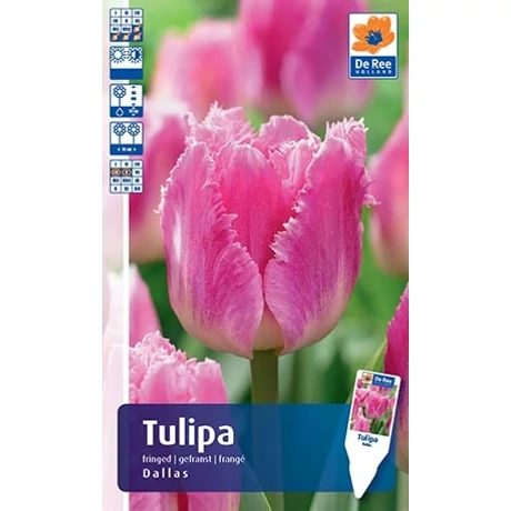 Vh Rackbox Tulipán Fringed Dallas 150db