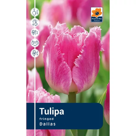 Vh Rackbox Tulipa Fringed Dallas 120db/cs 11/12