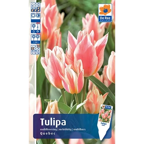 Vh Rackbox Tulipán Multiflowering Quebec 150db