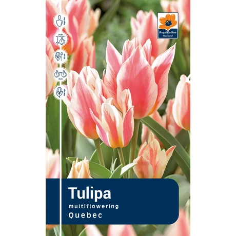 Vh Rackbox Tulipa Multiflowering Quebec 120db/cs 11/12