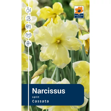 Vh Rackbox Narcissus Split Cassata 25db/cs 14/16