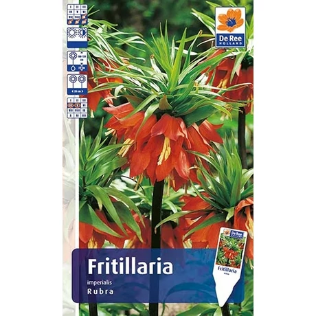 Vh Rackbox Fritillaria Imperialis Rubra 20db/cs 20/+