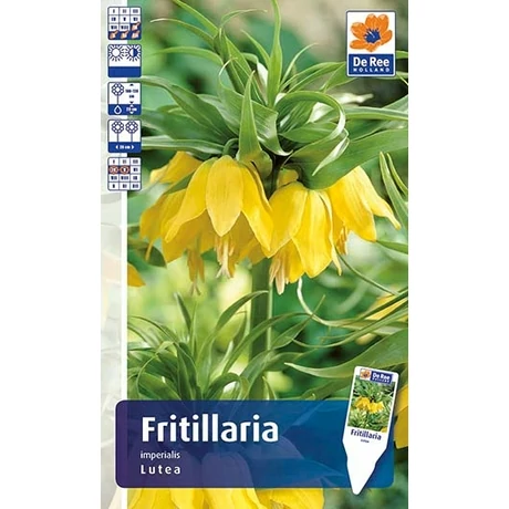 Vh Rackbox Fritillaria Imperialis Lutea 20db/cs 20/+
