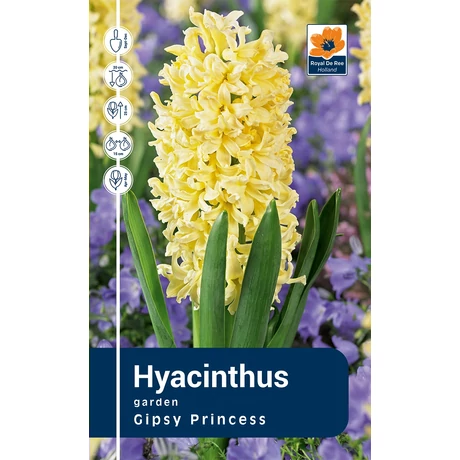 Vh Rackbox Hyacinthus Gipsy Princess 25db/cs 18/19