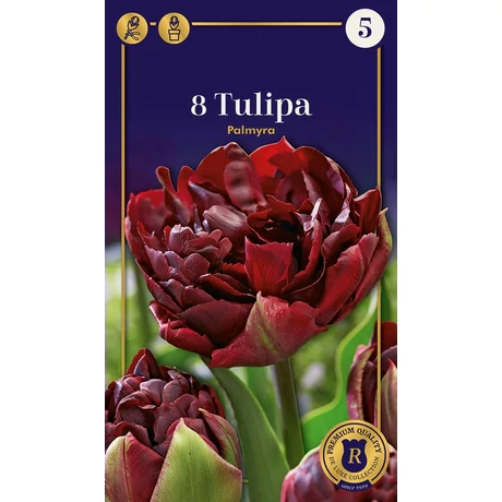 Vh16505 Tulipán Supreme Double Early Palmyra 8db/csom