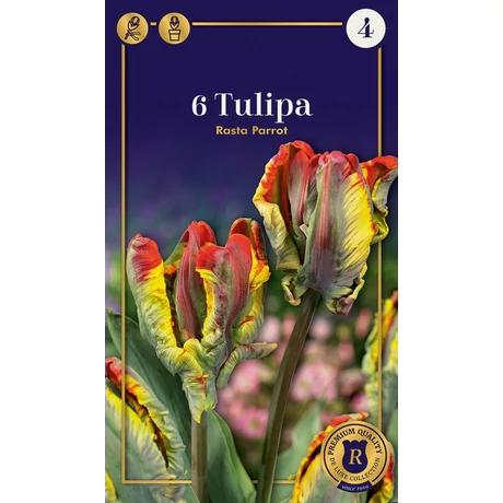 Vh 16512 Tulipa Supreme Parrot Rasta 6db/cs 12/+