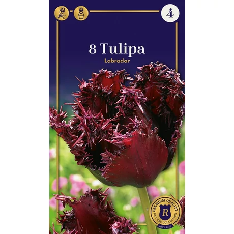 Vh 16516 Tulipa Supreme Fringed (Crispa) Labrador 6db/cs 12/+