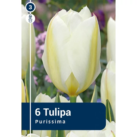 Vh 16297 Tulipa Fosteriana Purissima 6db/cs 11/12
