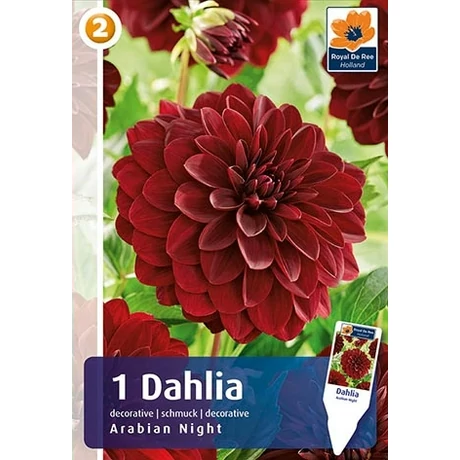 Vh08206 Dahlia Decorative Arabian Night 1db/cs
