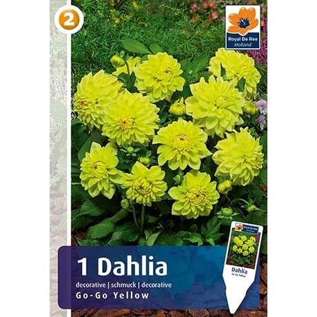 Vh08326 Dahlia cserepes Go-Go Yellow 1db/cs
