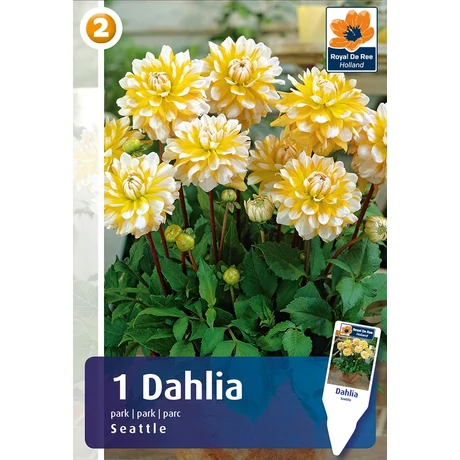 Vh08293 Dahlia Park Seattle 1db/cs