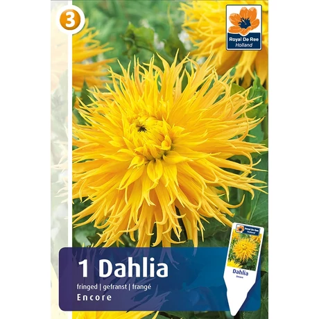 Vh08211 Dahlia Fringed Encore 1db/cs