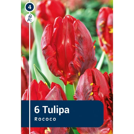 Vh 16265 Tulipa Parrot Rococo 6db/cs 11/12