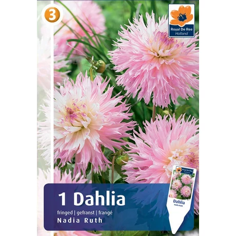 Vh08300 Dahlia Fringed Nadia Ruth 1 db/cs