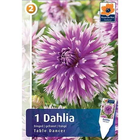 Vh08299 Dahlia Fringed Table Dancer