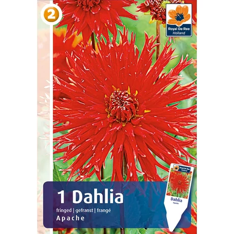 Vh08240 Dahlia Fringed Apache 1db/cs