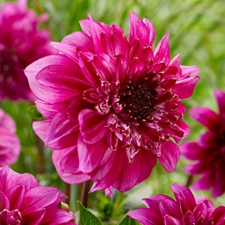 Vh08341 Dahlia Anemone Richards Fortune 1db/cs