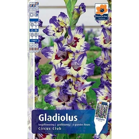 Vh Rackbox Gladiolus Largeflowering Circus Club
