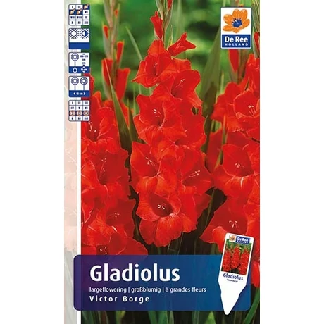 Vh Rackbox Gladiolus Largeflowering Victor Borge