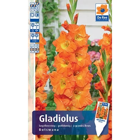 Vh Rackbox Gladiolus Largeflowering Botswana
