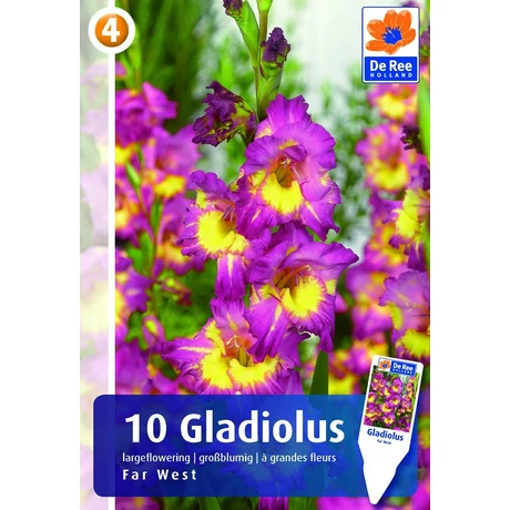 Vh Rackbox Gladiolus Largeflowering Far West