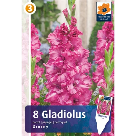Vh08344 Gladiolus Parrot Grozny 8db/cs