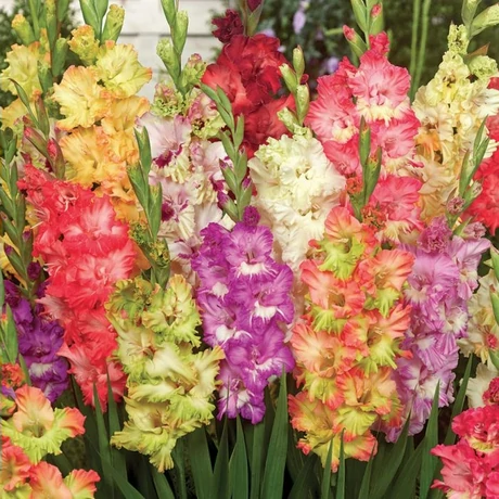 Vh08342 Gladiolus Parrot Mix