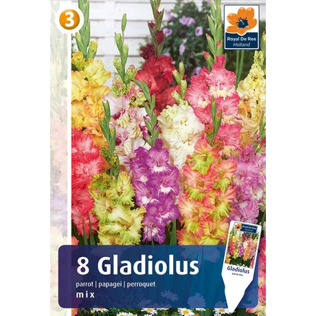 Vh08342 Gladiolus Parrot Mix 8db/cs