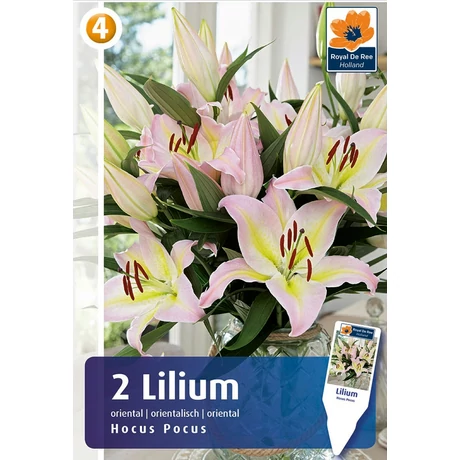 Vh08392 Liliom Oriental Hocus Pocus 2db/cs
