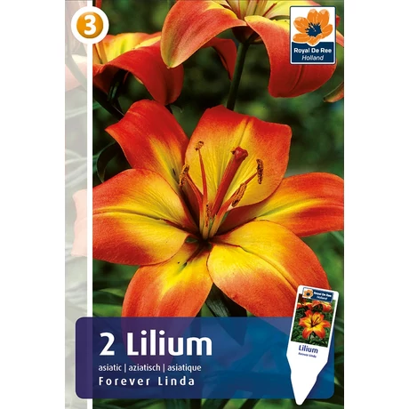 Vh08531 Liliom Asiatic Bi-Color Forever Linda 2db/cs