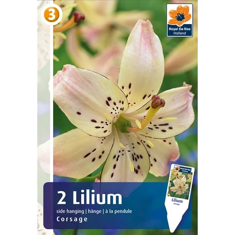 Vh08348 Liliom Tiger Side-Hanging Corsage 2db/cs